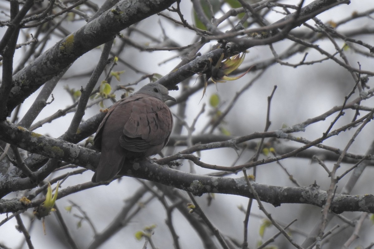 Ruddy Ground Dove - ML631977047