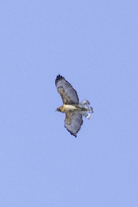 Red-shouldered Hawk - ML631977393