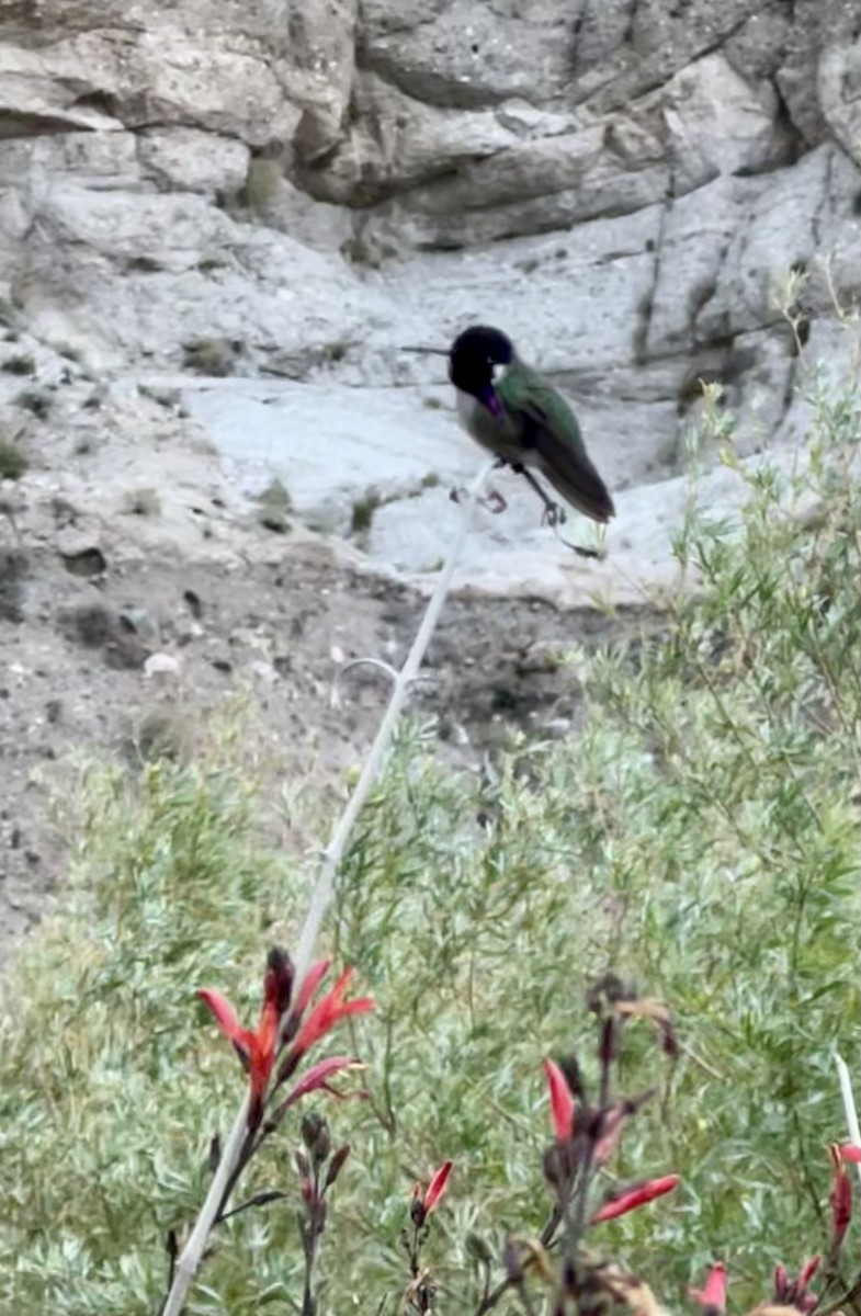 Costa's Hummingbird - ML631977449