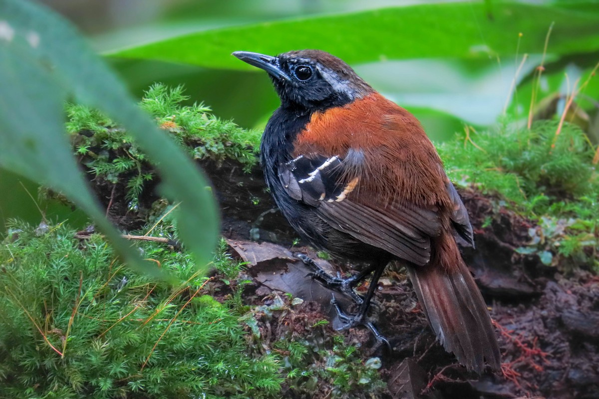 Cordillera Azul Antbird - ML631977572