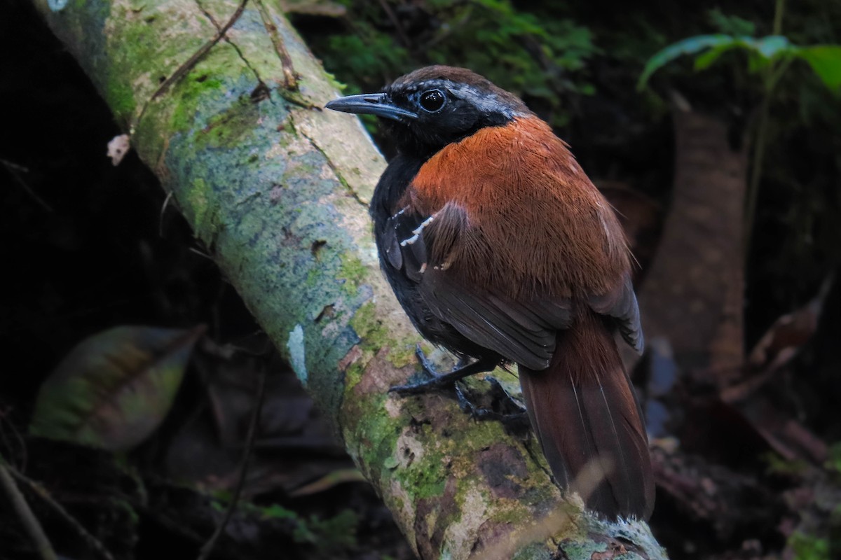 Cordillera Azul Antbird - ML631977573