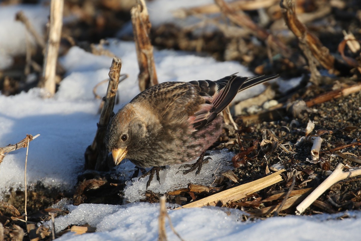 Asian Rosy-Finch - ML631977658