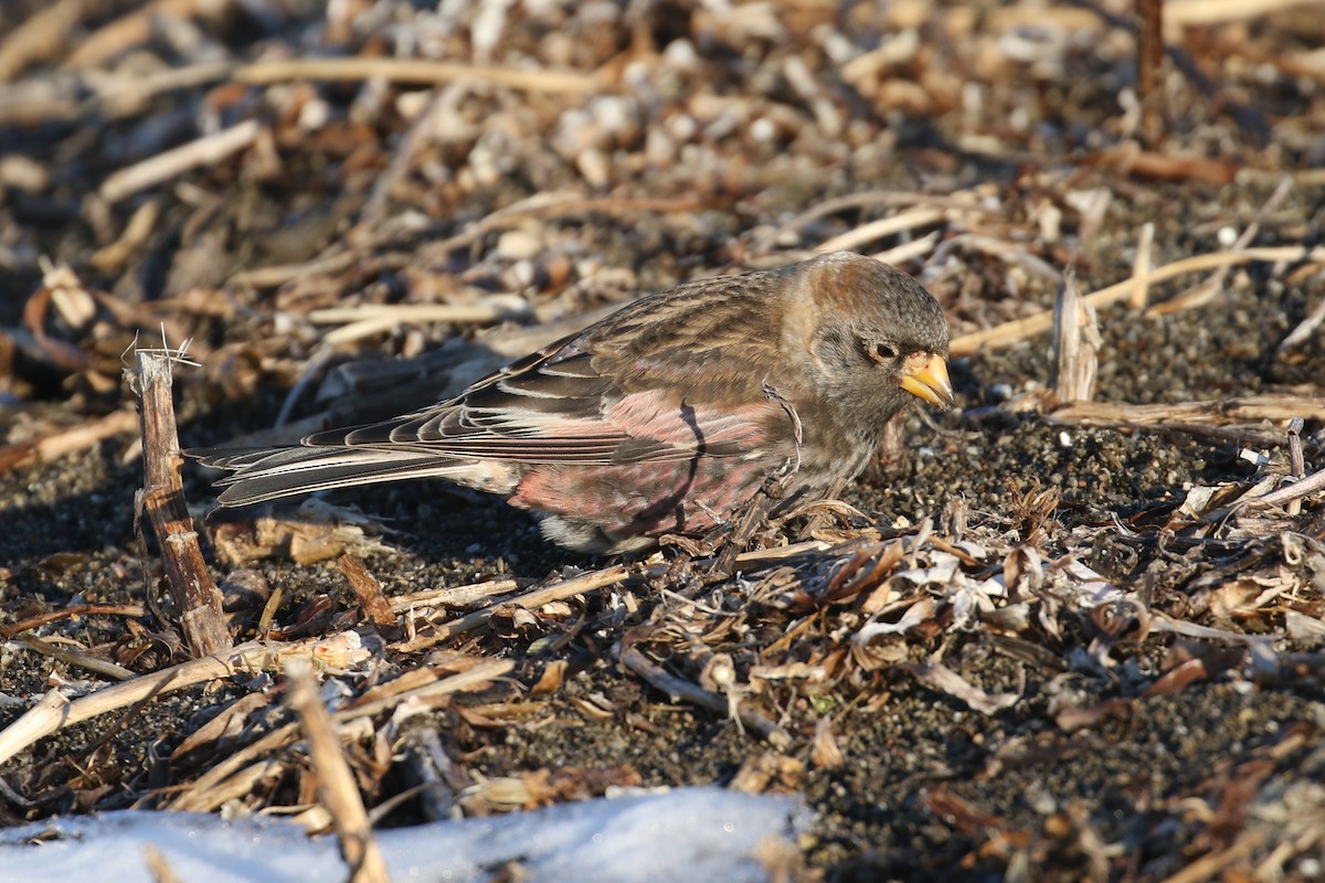Asian Rosy-Finch - ML631977659