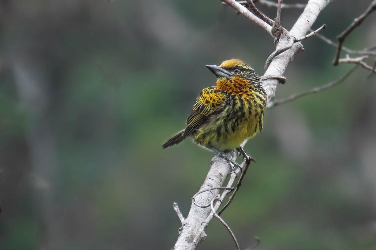 Gilded Barbet - ML631977774