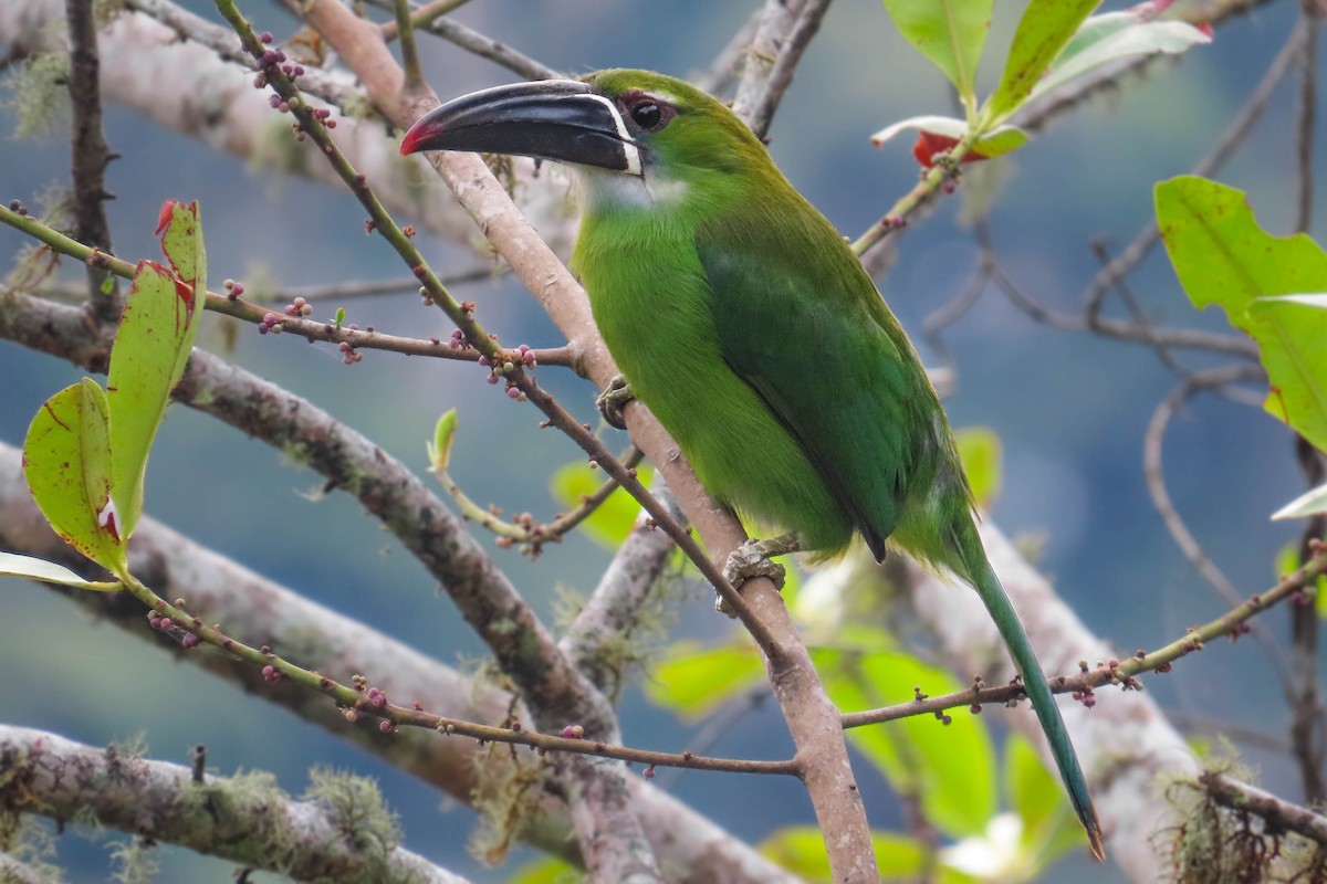 Chestnut-tipped Toucanet - ML631977783
