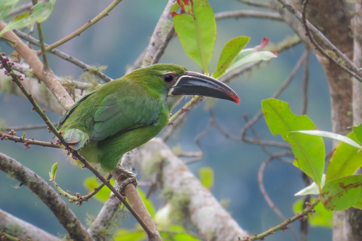 Chestnut-tipped Toucanet - ML631977784