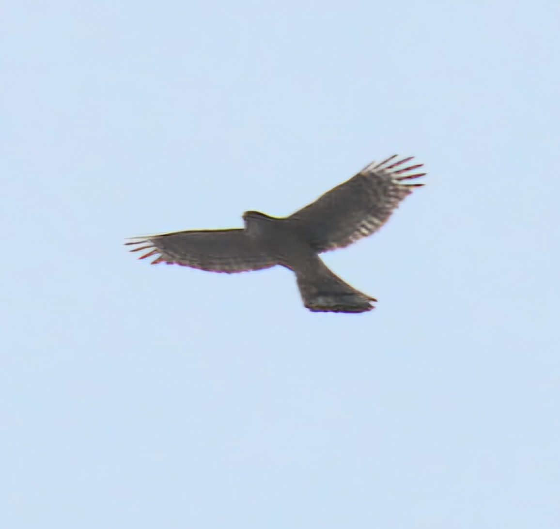 American Goshawk - ML631977825