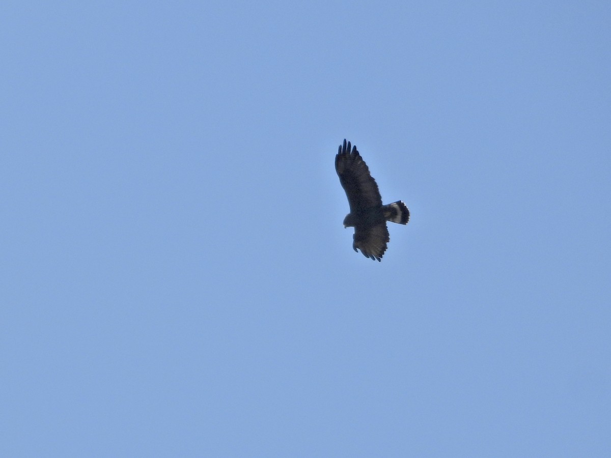 Zone-tailed Hawk - ML631977841