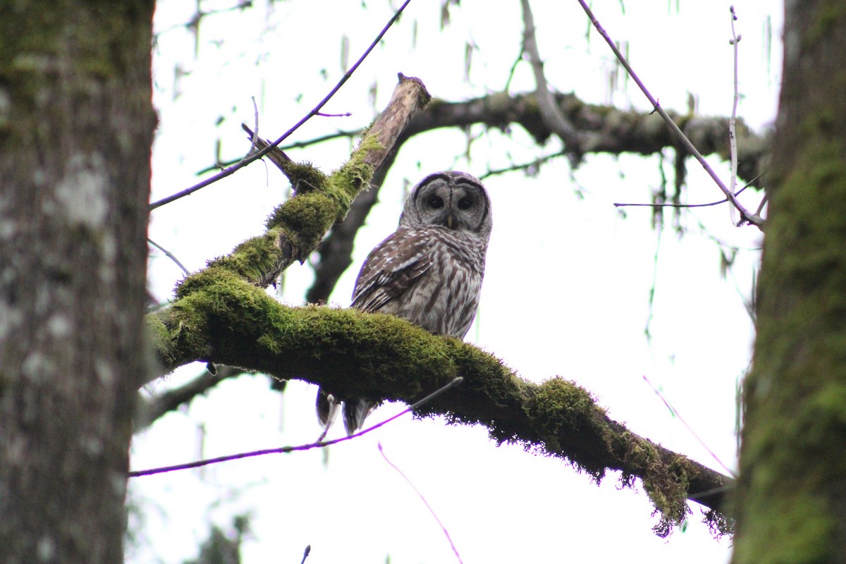 Barred Owl - ML631978092