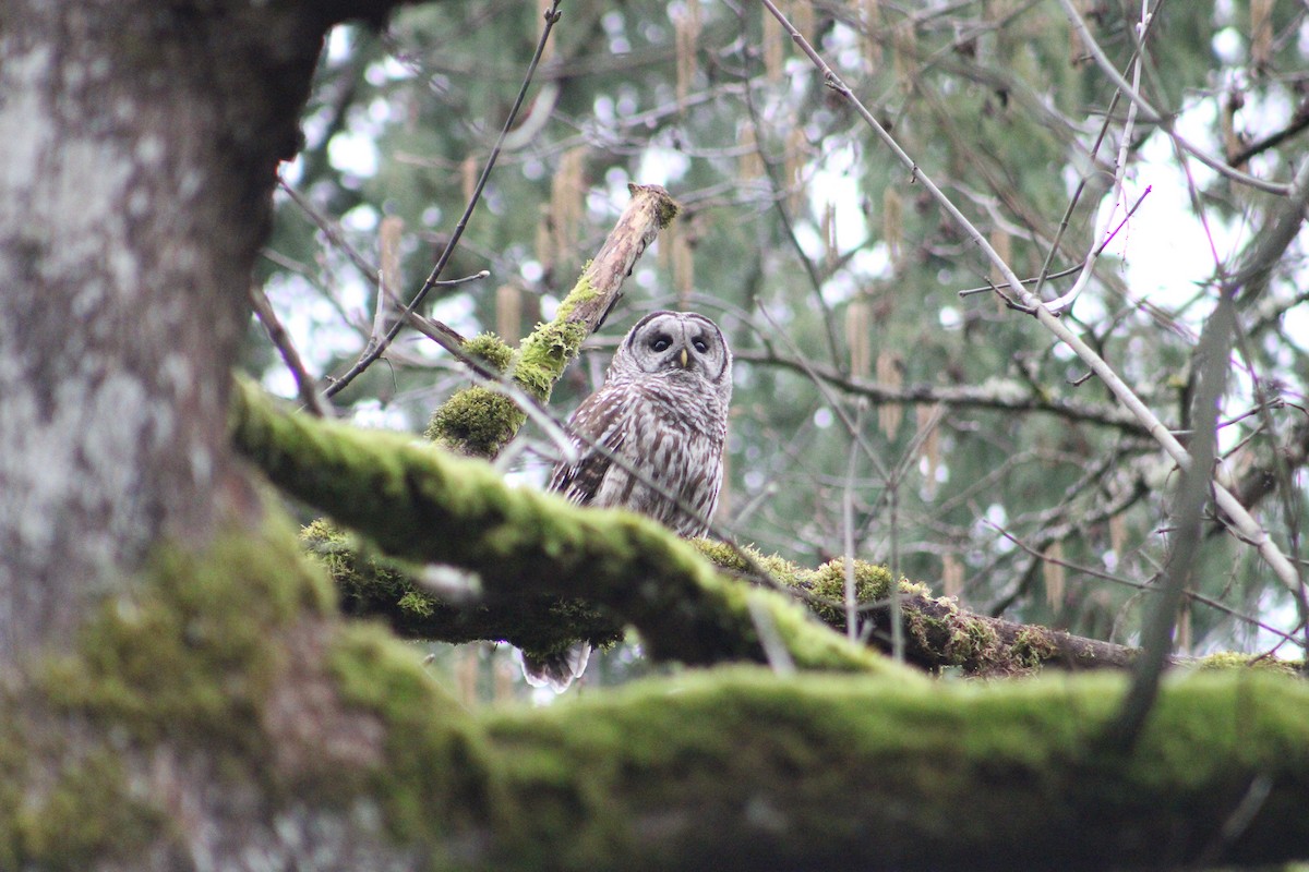 Barred Owl - ML631978093