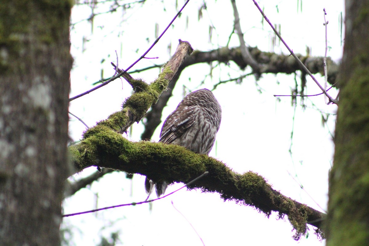 Barred Owl - ML631978094