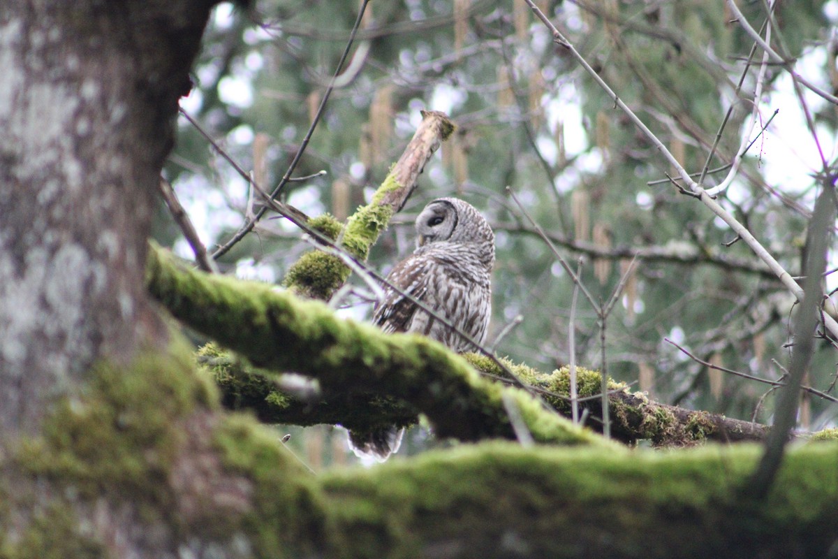 Barred Owl - ML631978095