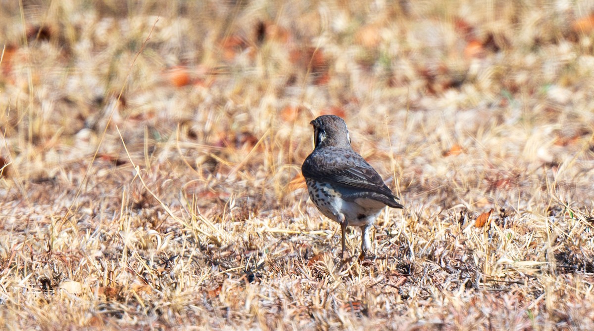 Groundscraper Thrush - ML631978116