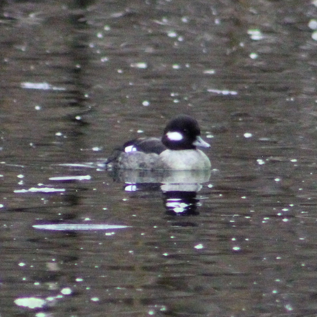 Bufflehead - ML631978122