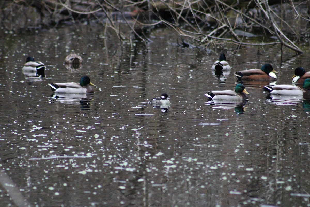 Bufflehead - ML631978123