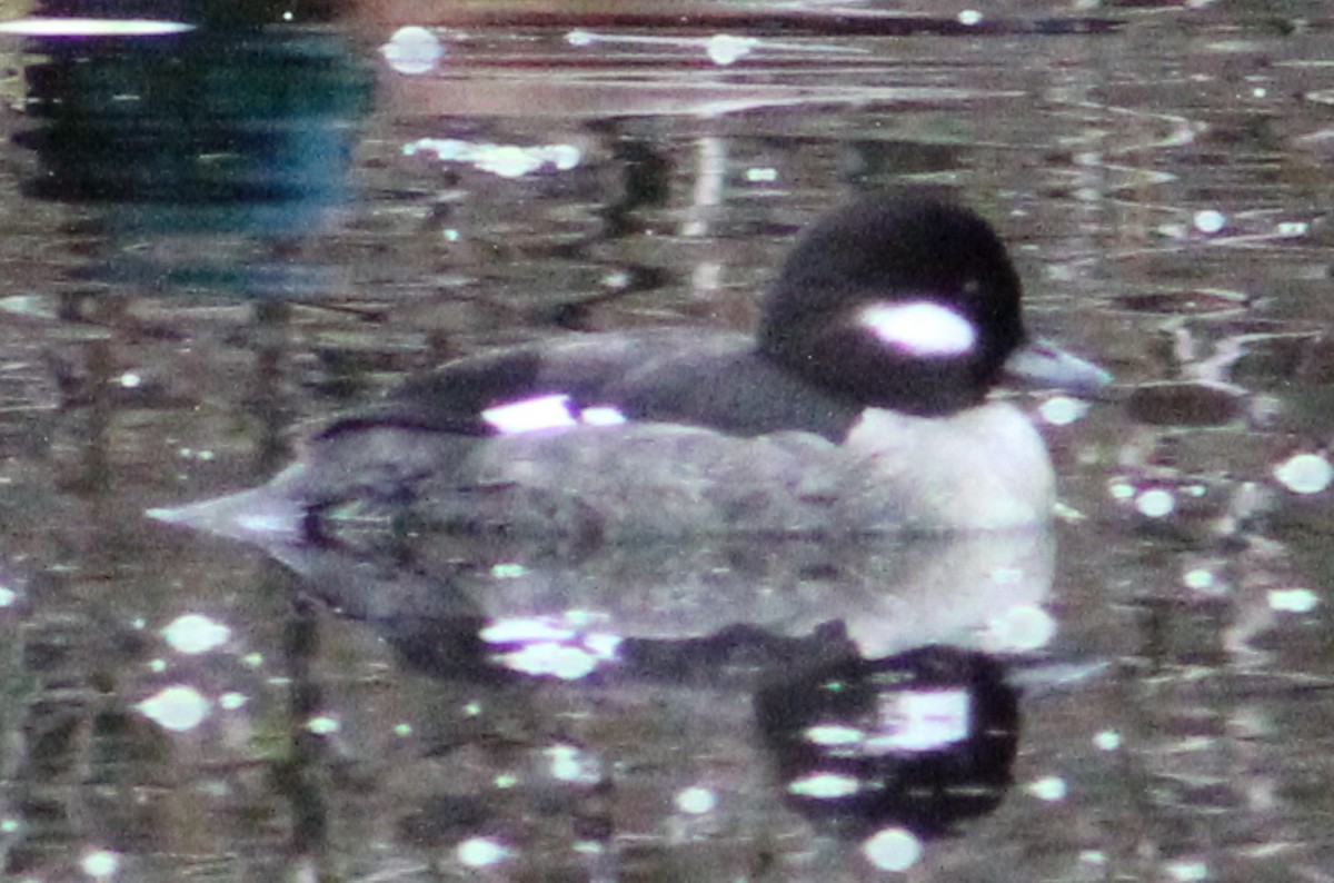 Bufflehead - ML631978124