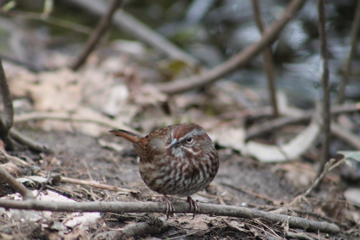 Song Sparrow - ML631978173