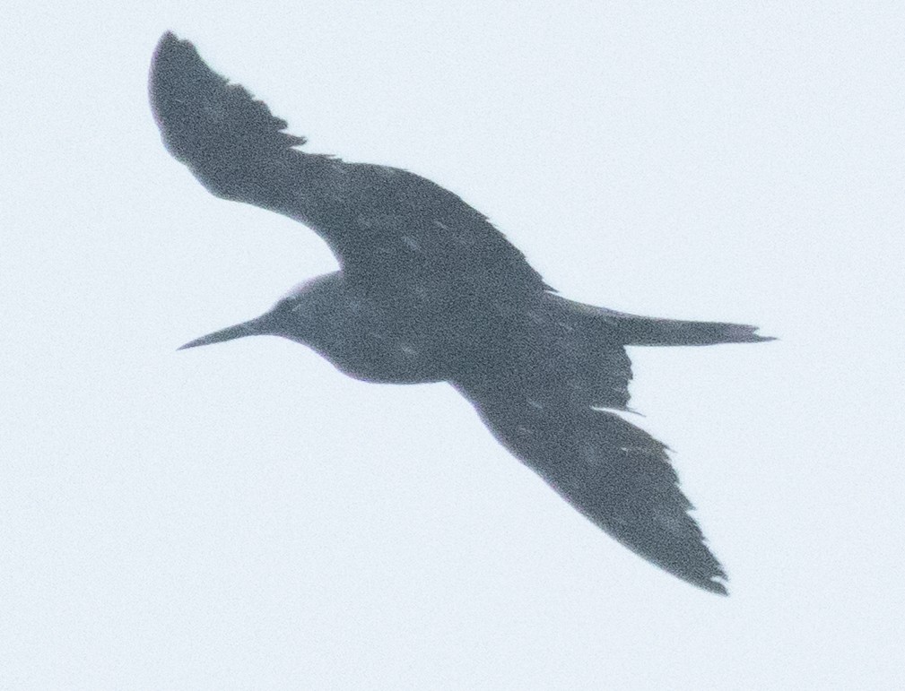 Black Noddy - ML631978243