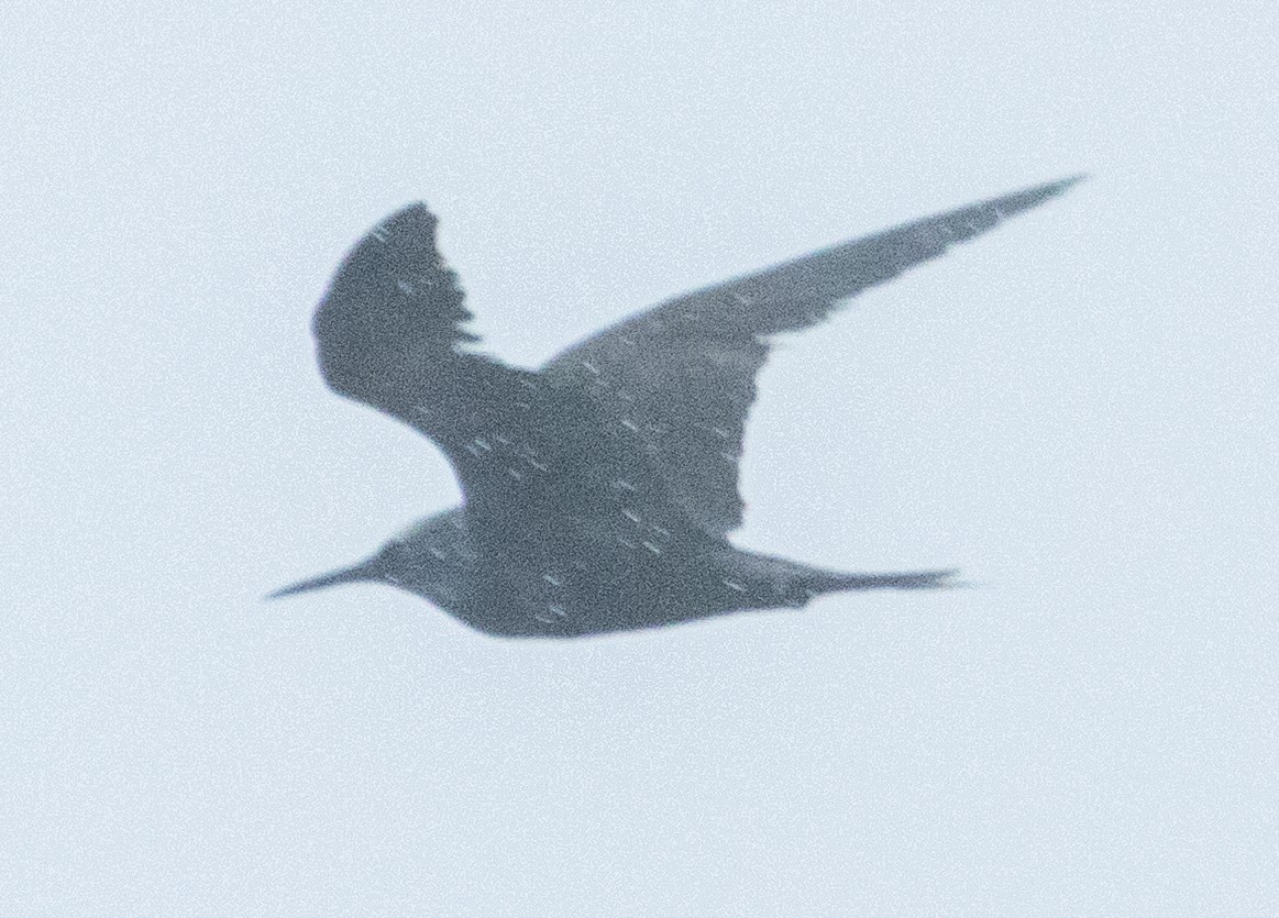 Black Noddy - ML631978244