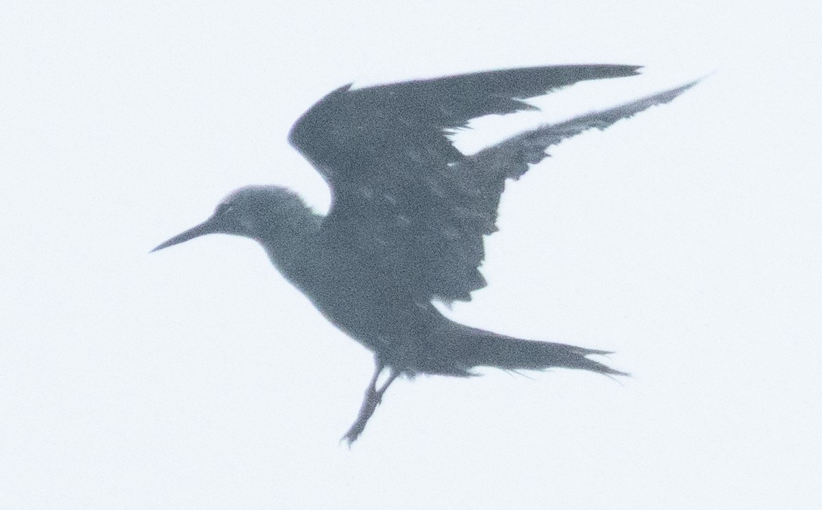 Black Noddy - ML631978245