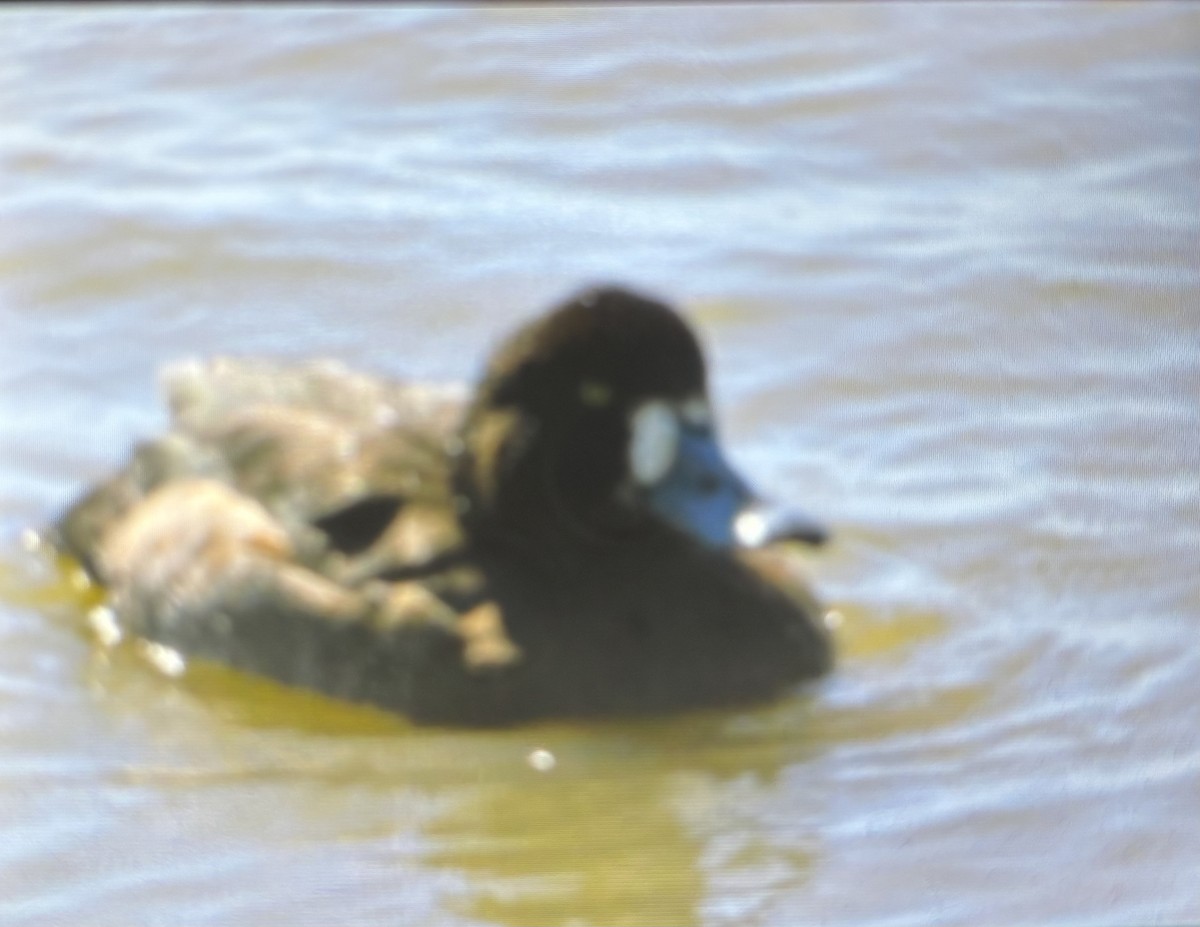 Greater Scaup - ML631978260
