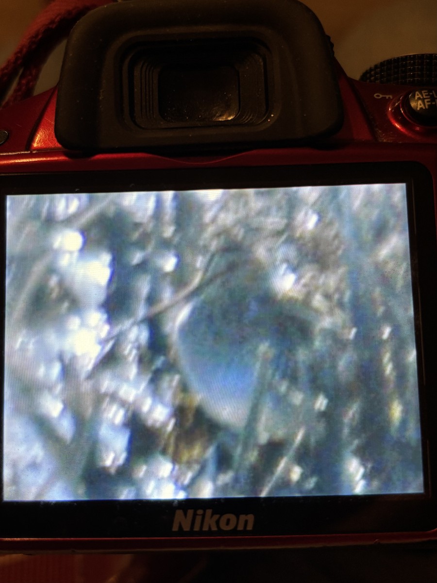 Wilson's Snipe - ML631978272