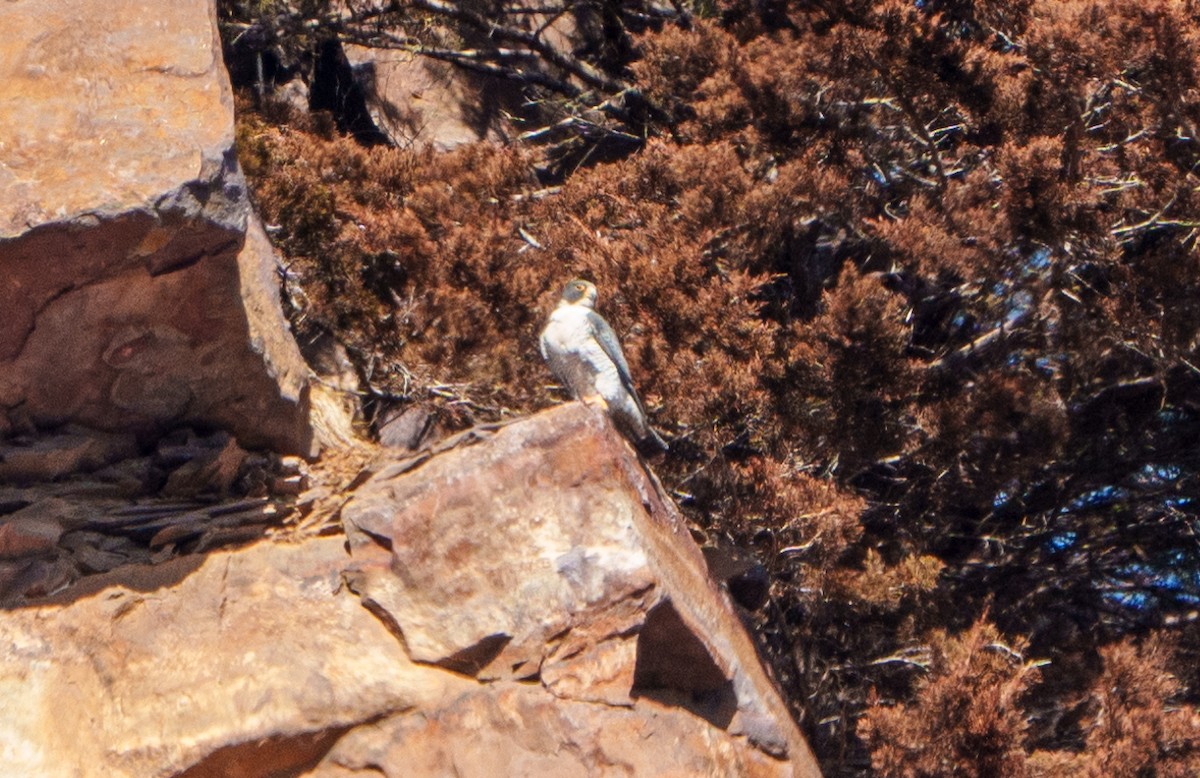 Peregrine Falcon - ML631978354