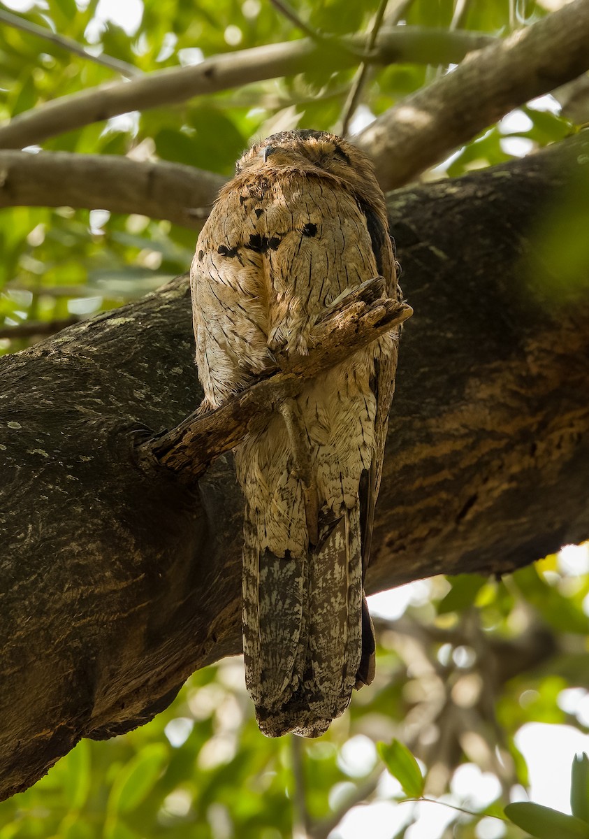 Northern Potoo (Caribbean) - ML631978429