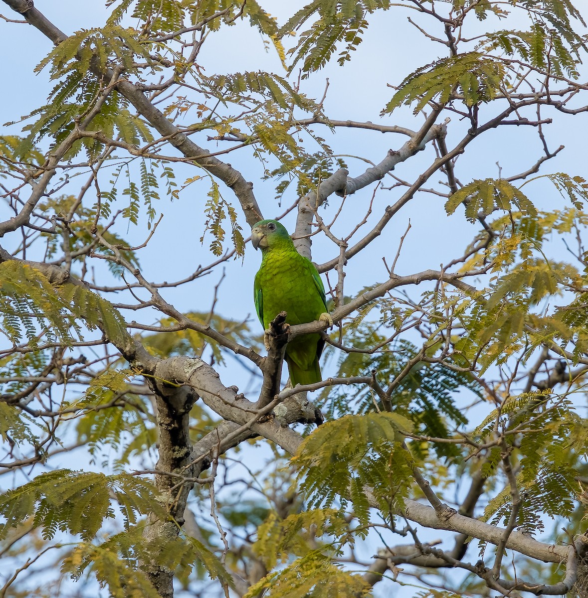 Amazone verte - ML631978472