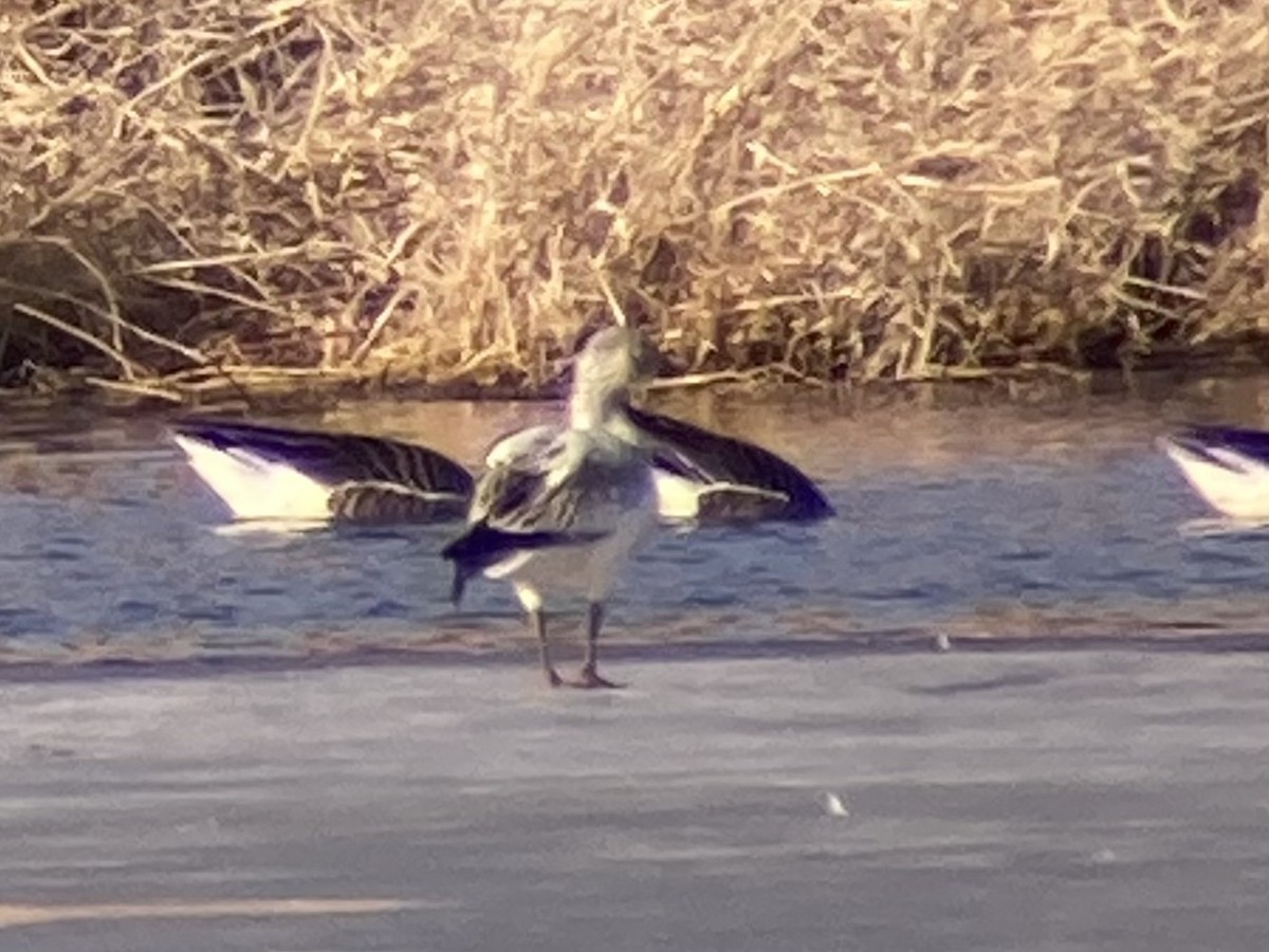 Snow Goose - ML631978515
