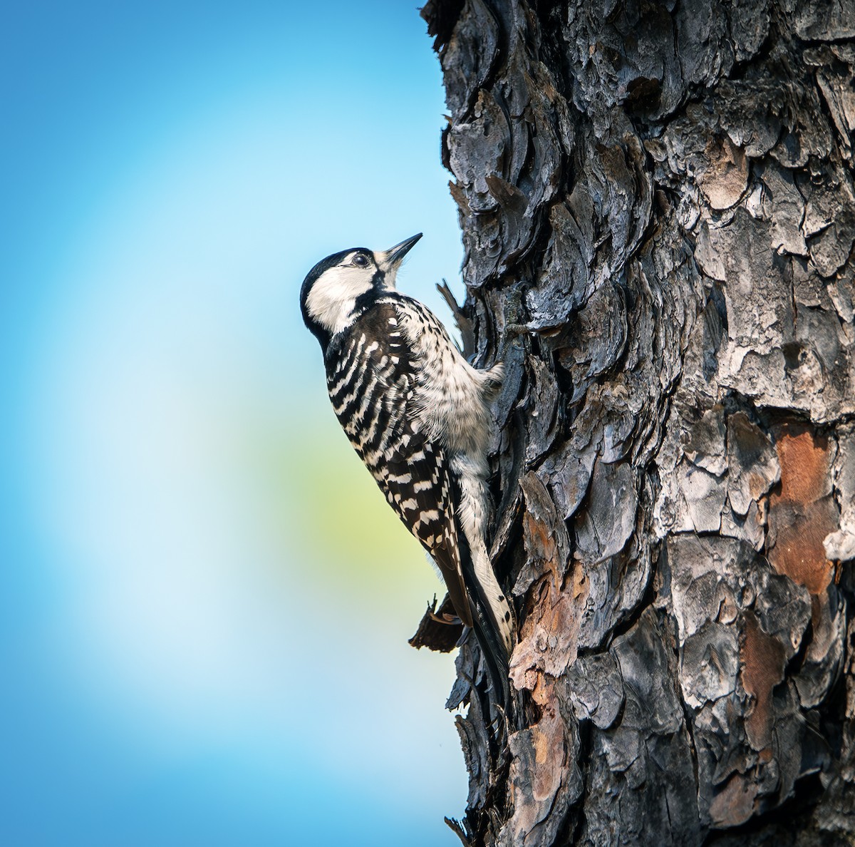 Red-cockaded Woodpecker - ML631978546
