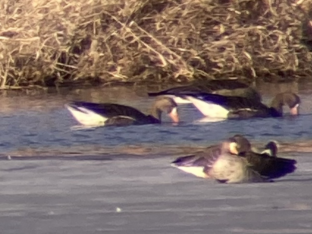 Greater White-fronted Goose - ML631978582