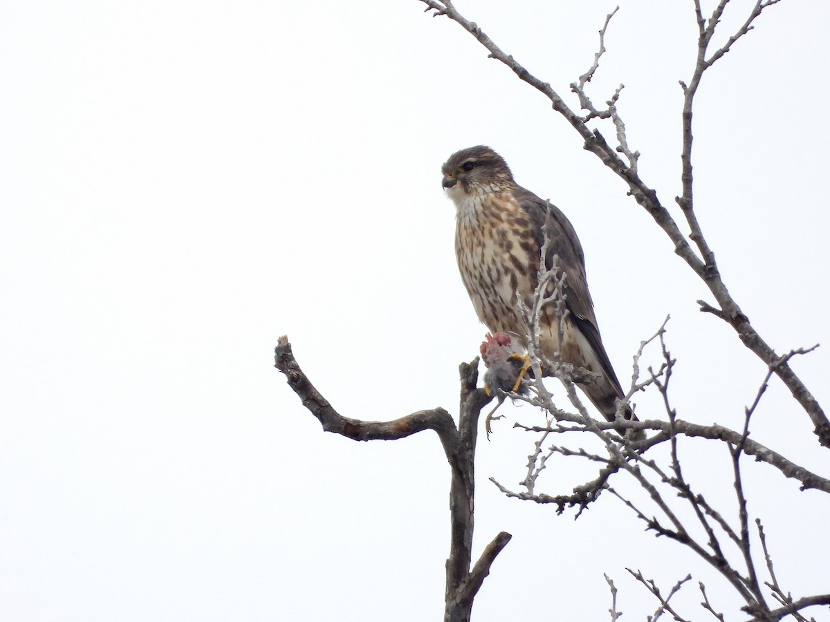 Merlin (Taiga) - ML631979146