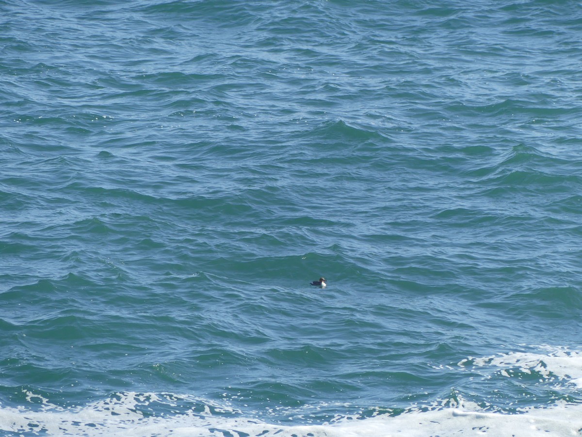 Red-breasted Merganser - ML631979369