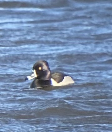 Ring-necked Duck - ML631979372