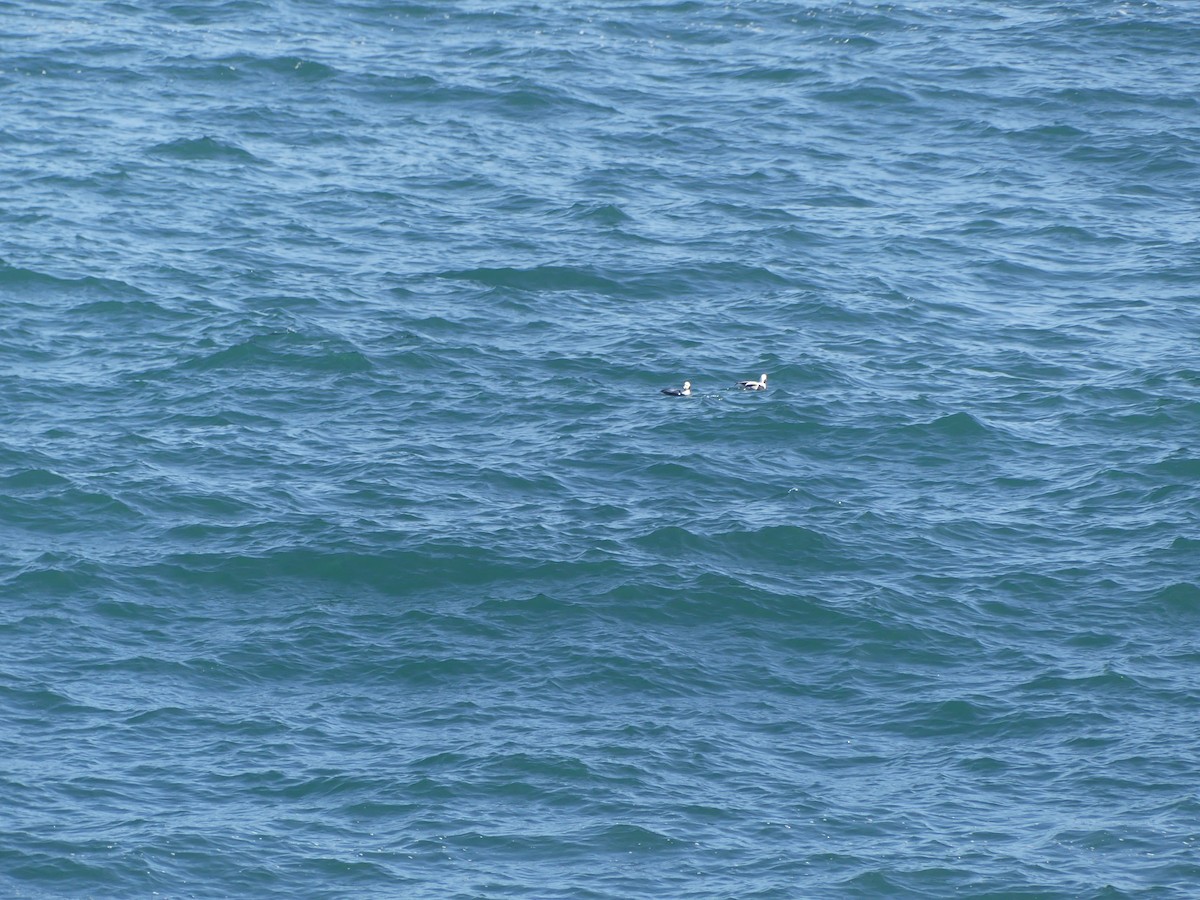 Long-tailed Duck - ML631979397