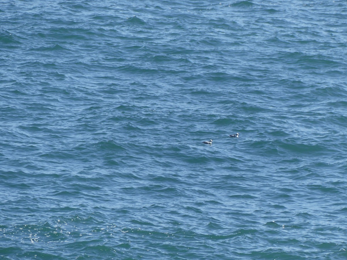 Long-tailed Duck - ML631979398