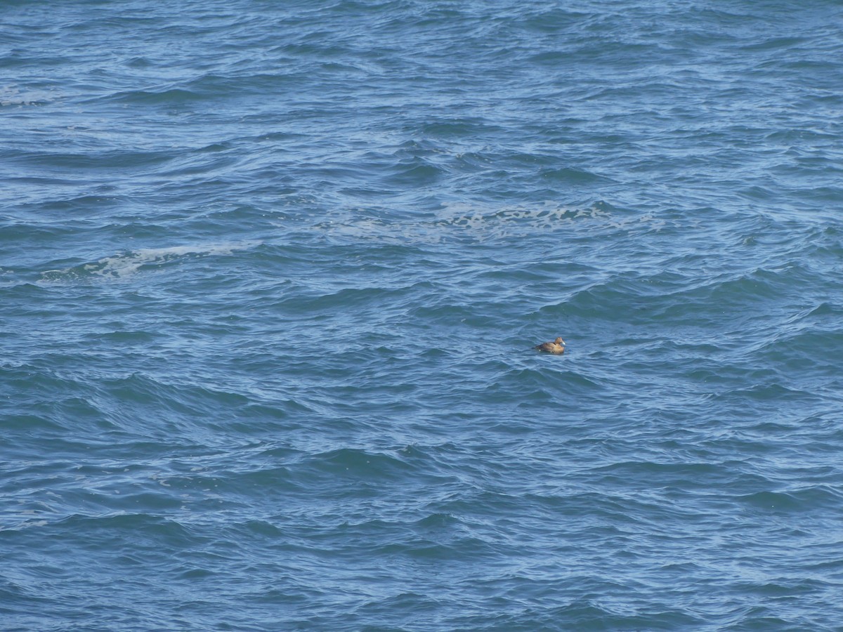 Common Eider - ML631979420
