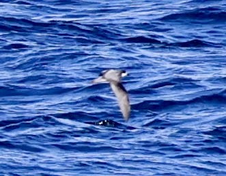 Stejneger's Petrel - ML631979422