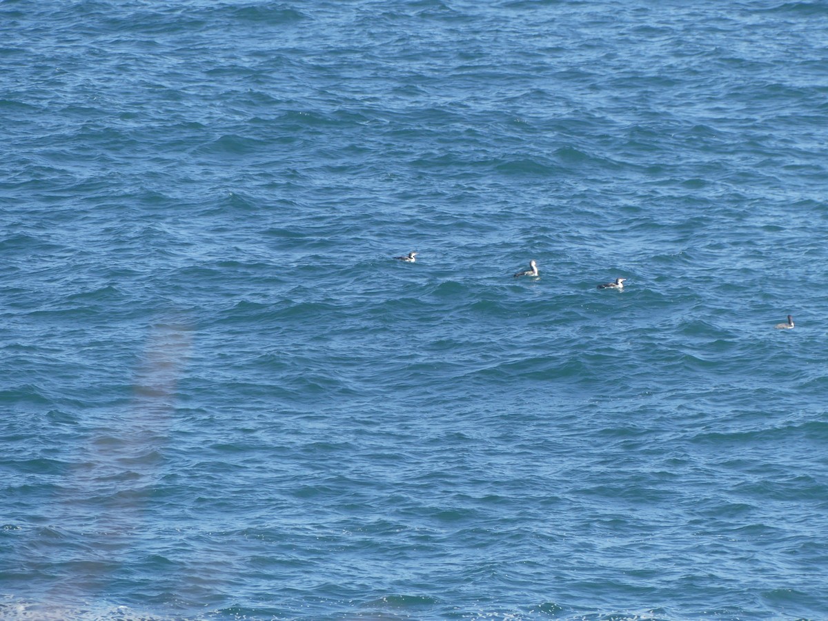 Common Loon - ML631979444