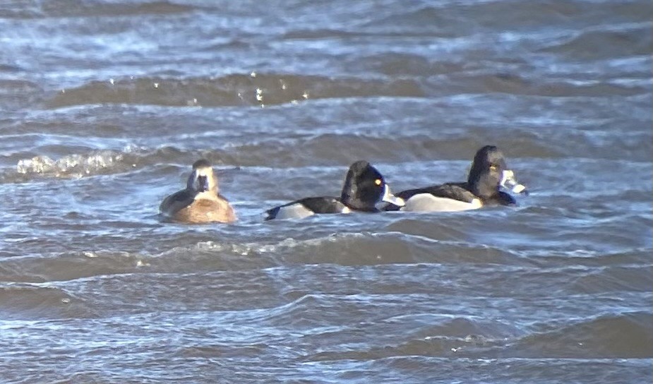 Ring-necked Duck - ML631979487