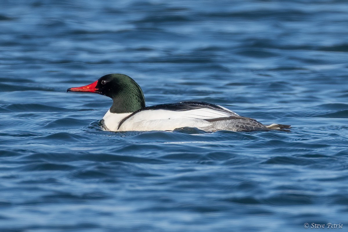 Common Merganser - ML631979490
