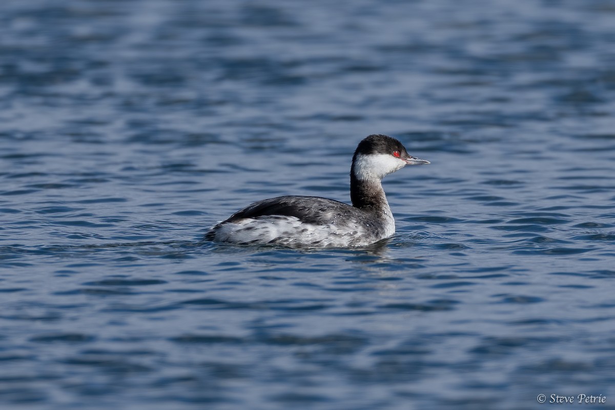 Horned Grebe - ML631979507