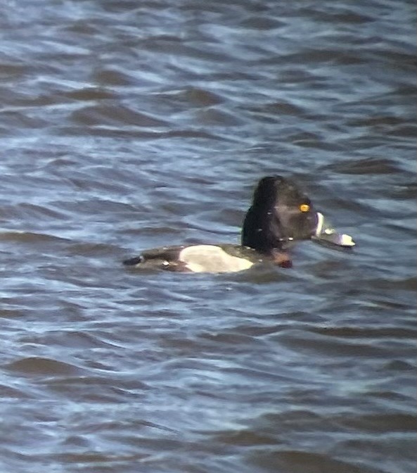 Ring-necked Duck - ML631979511