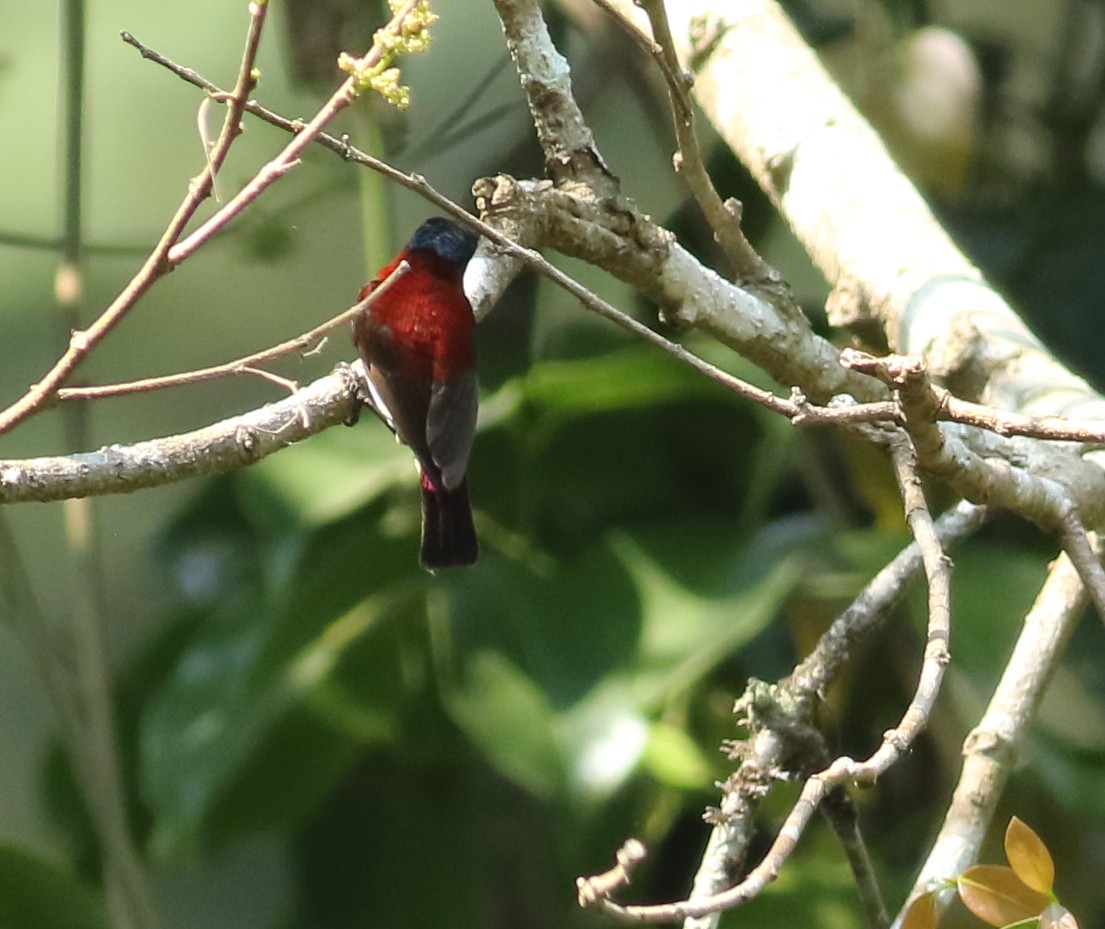 Crimson-backed Sunbird - ML631979512