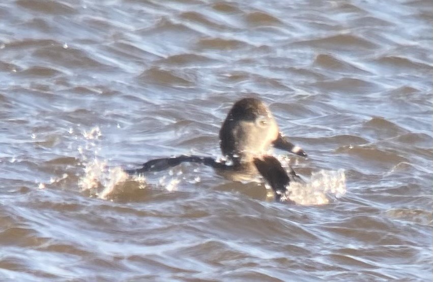 Ring-necked Duck - ML631979523