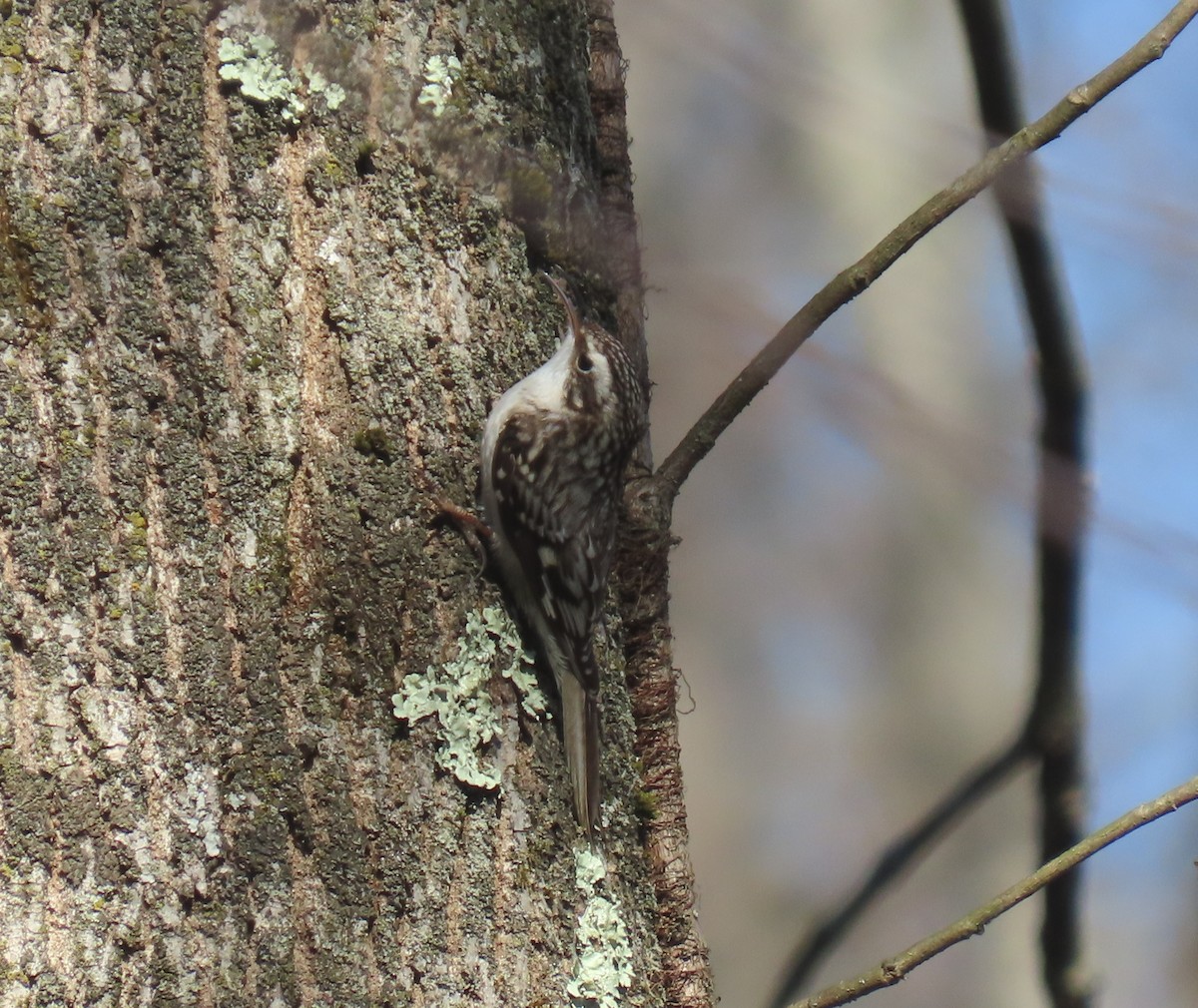 Brown Creeper - ML631979554