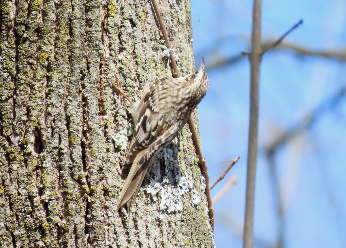 Brown Creeper - ML631979555