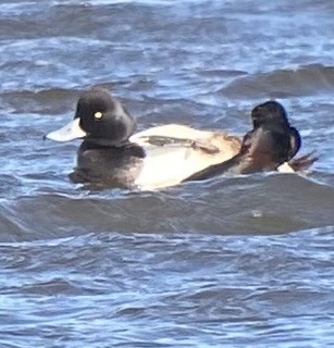 Greater Scaup - ML631979568