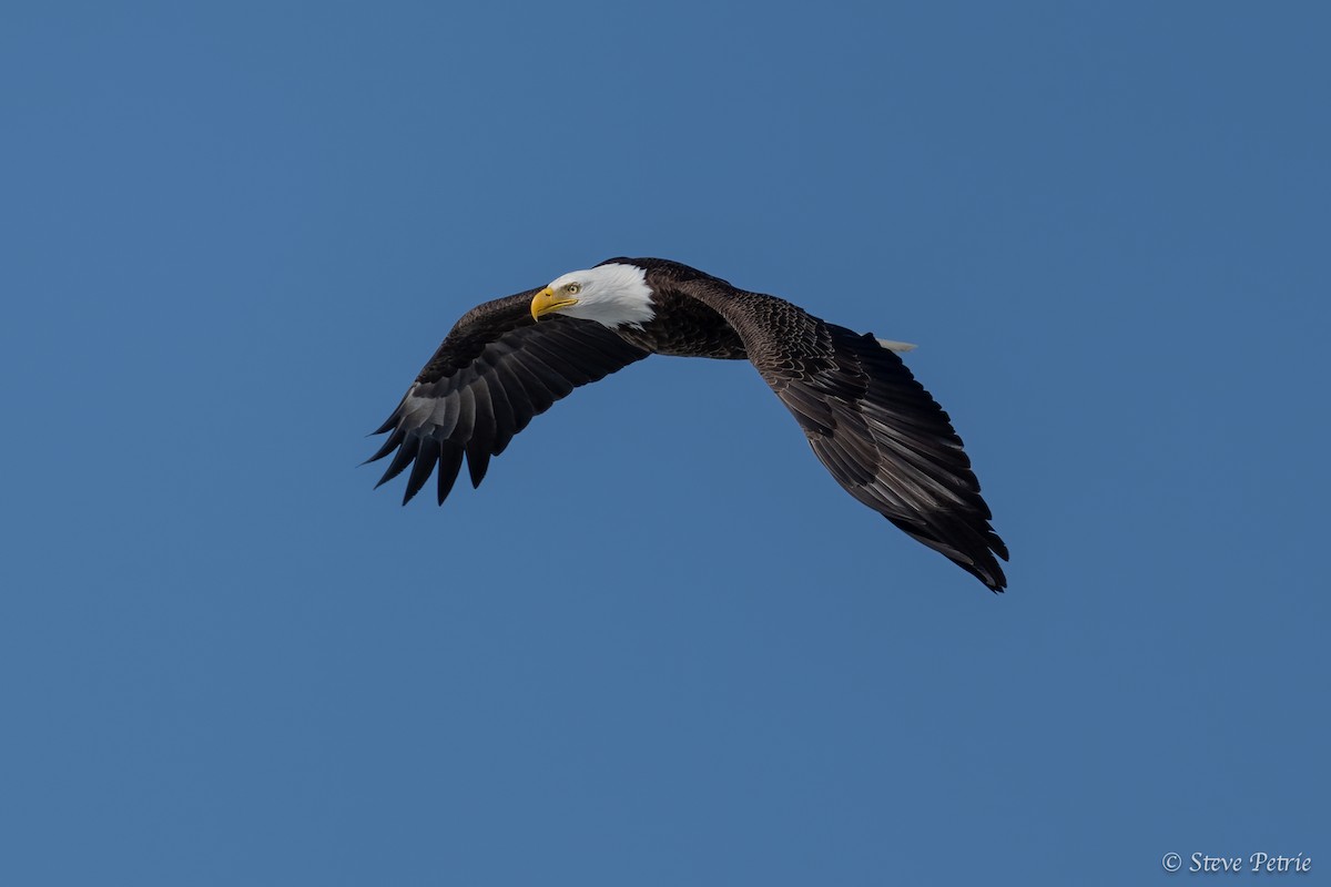 Bald Eagle - ML631979590